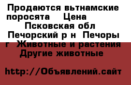  Продаются вьтнамские поросята! › Цена ­ 2 500 - Псковская обл., Печорский р-н, Печоры г. Животные и растения » Другие животные   